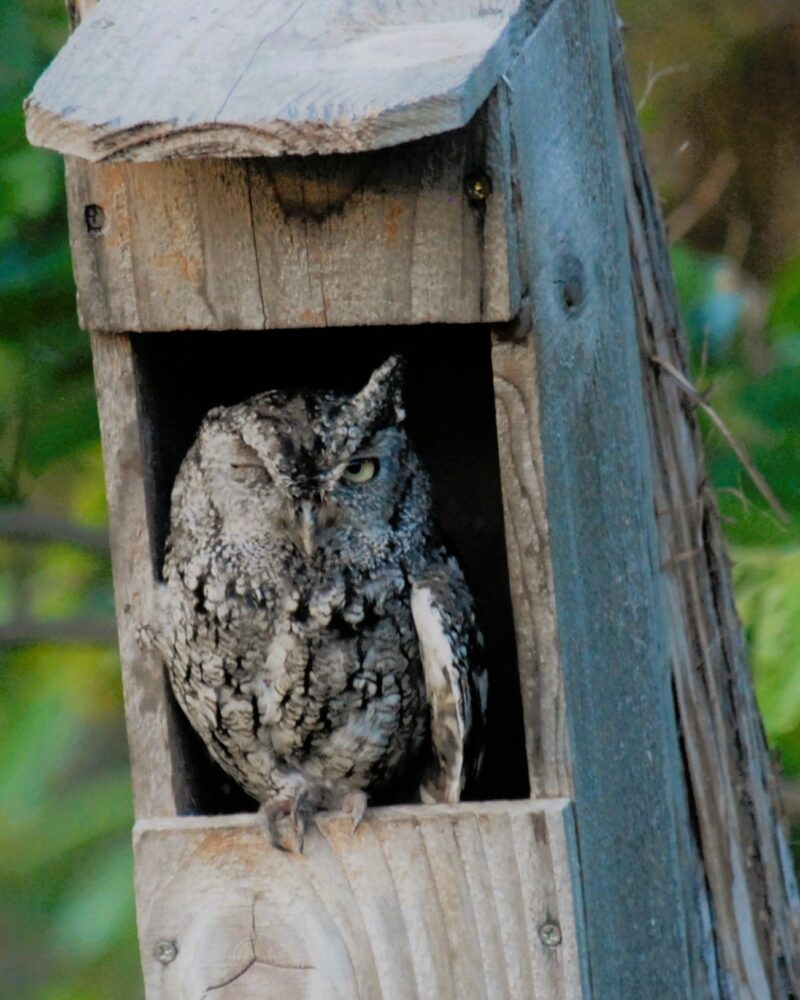 Community Class: Owl Nesting Box at Austin School of Furniture & Design
